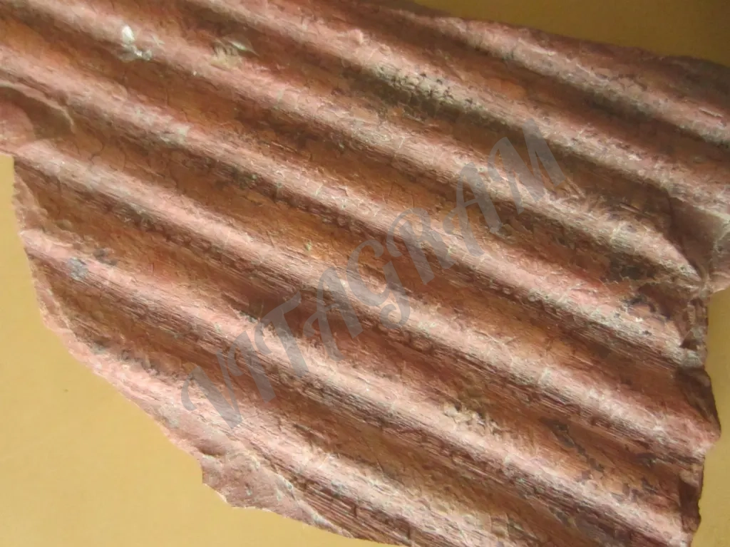 Фрагмент обескоренного ствола сигиллярии Sigillaria sp