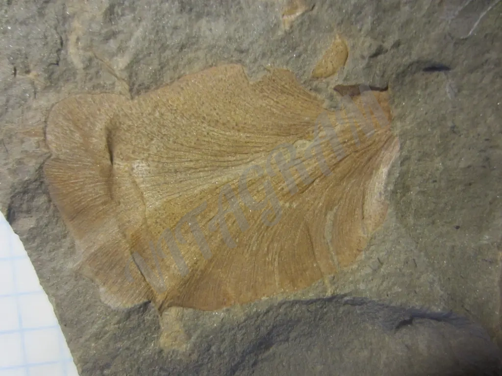 Циклоптероидный лист Neuropteris heterophylla.