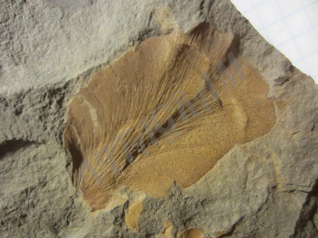 Циклоптероидный лист Neuropteris heterophylla.