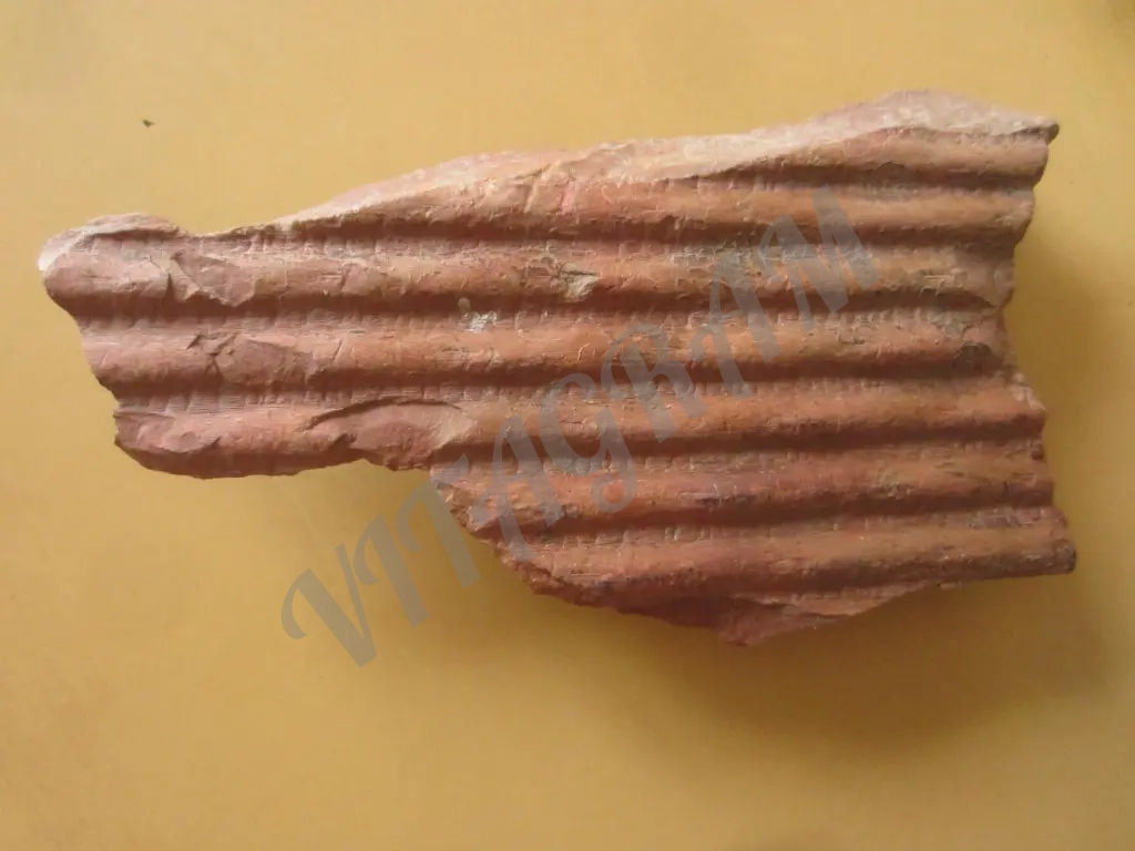 Фрагмент обескоренного ствола сигиллярии Sigillaria sp