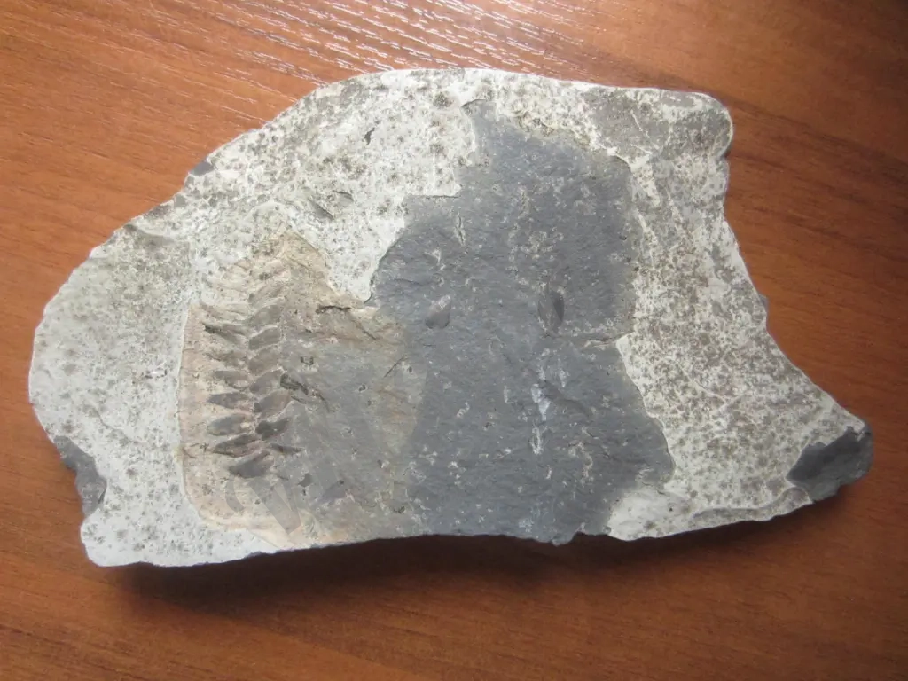 Окаменелость, растение, оригинал, Nеuropteris sp.