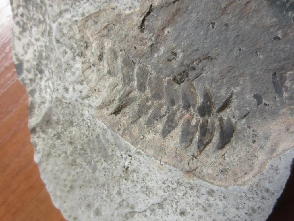 Окаменелость, растение, оригинал, Nеuropteris sp.