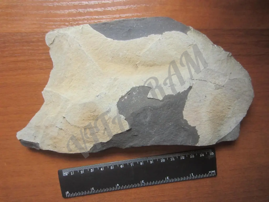 Окаменелость, растение, оригинал, Nеuropteris sp.