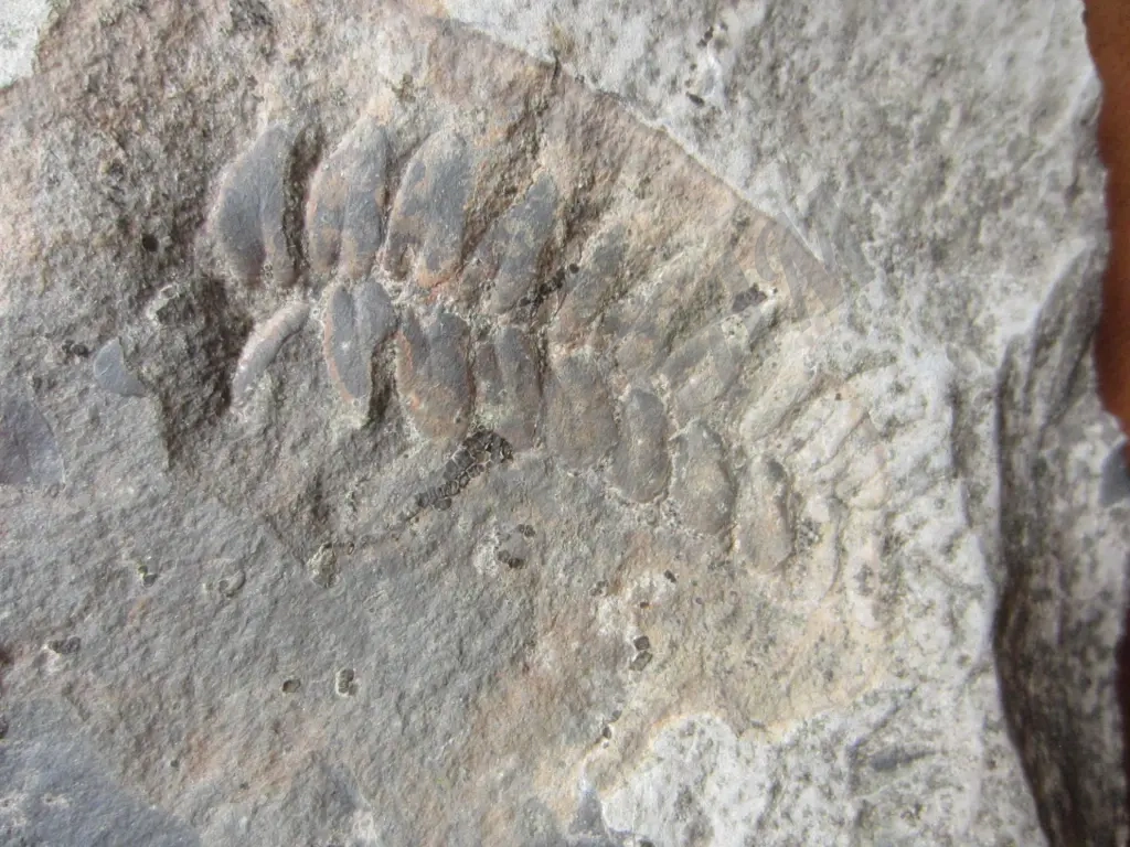 Окаменелость, растение, оригинал, Nеuropteris sp.