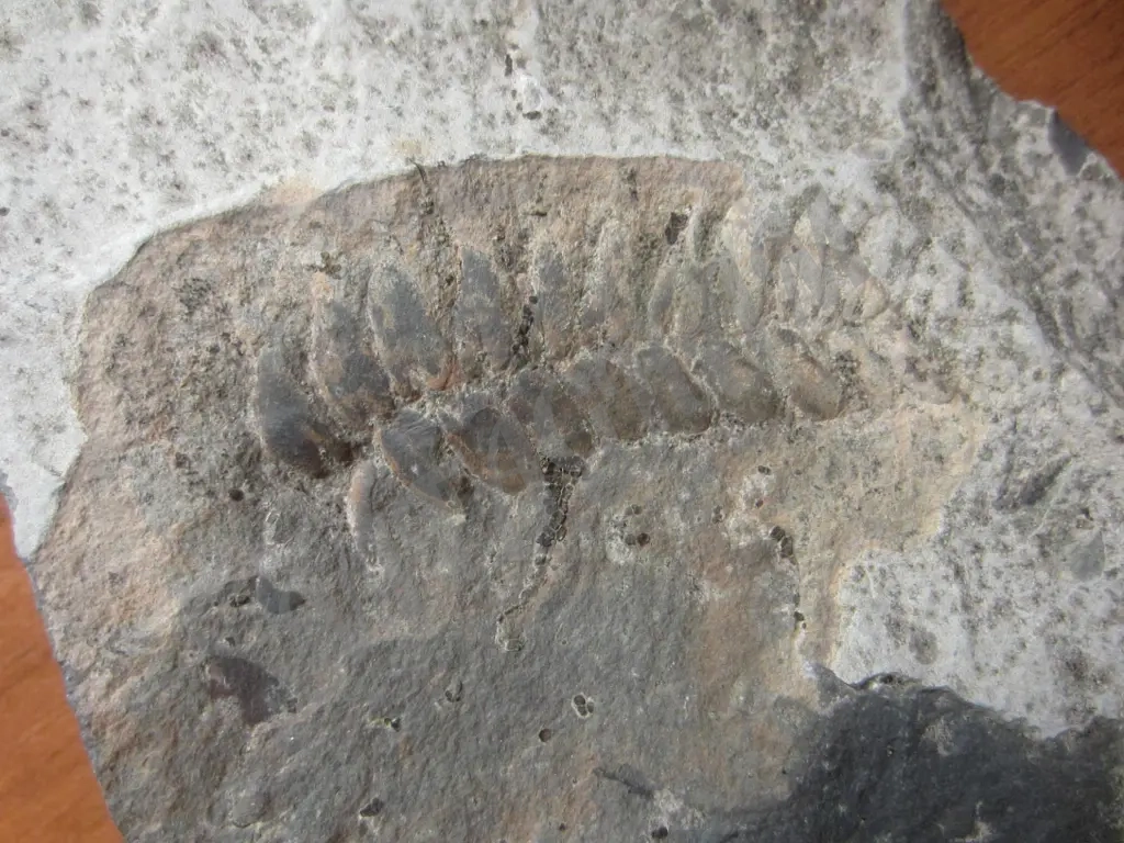 Окаменелость, растение, оригинал, Nеuropteris sp.