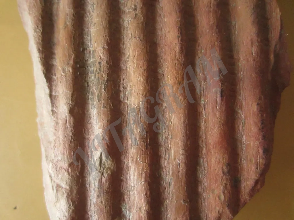 Фрагмент обескоренного ствола сигиллярии Sigillaria sp