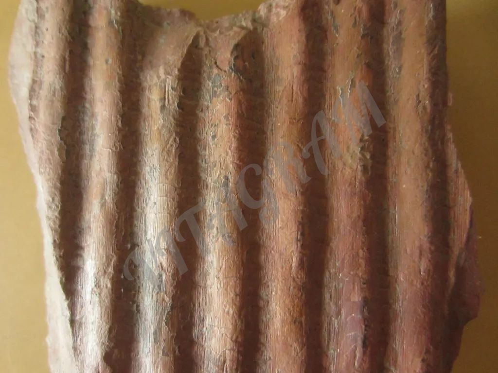 Фрагмент обескоренного ствола сигиллярии Sigillaria sp