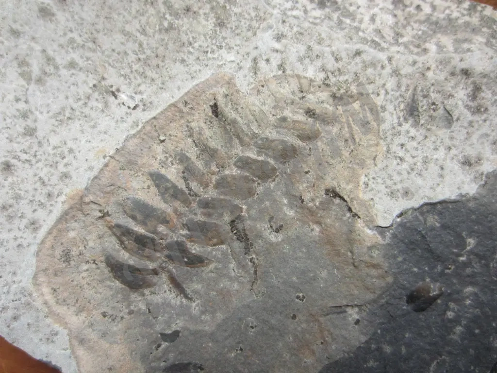 Окаменелость, растение, оригинал, Nеuropteris sp.