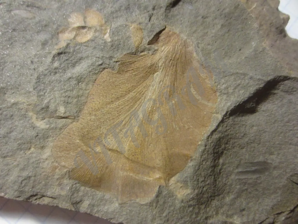 Циклоптероидный лист Neuropteris heterophylla.