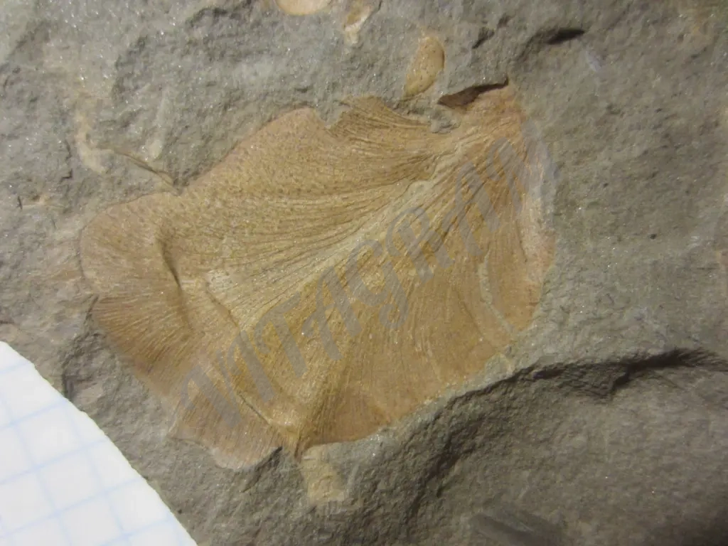 Циклоптероидный лист Neuropteris heterophylla.