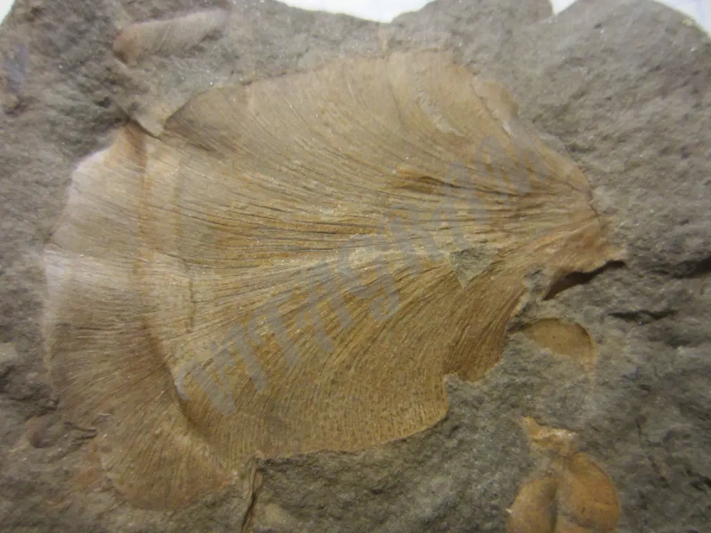 Циклоптероидный лист Neuropteris heterophylla.