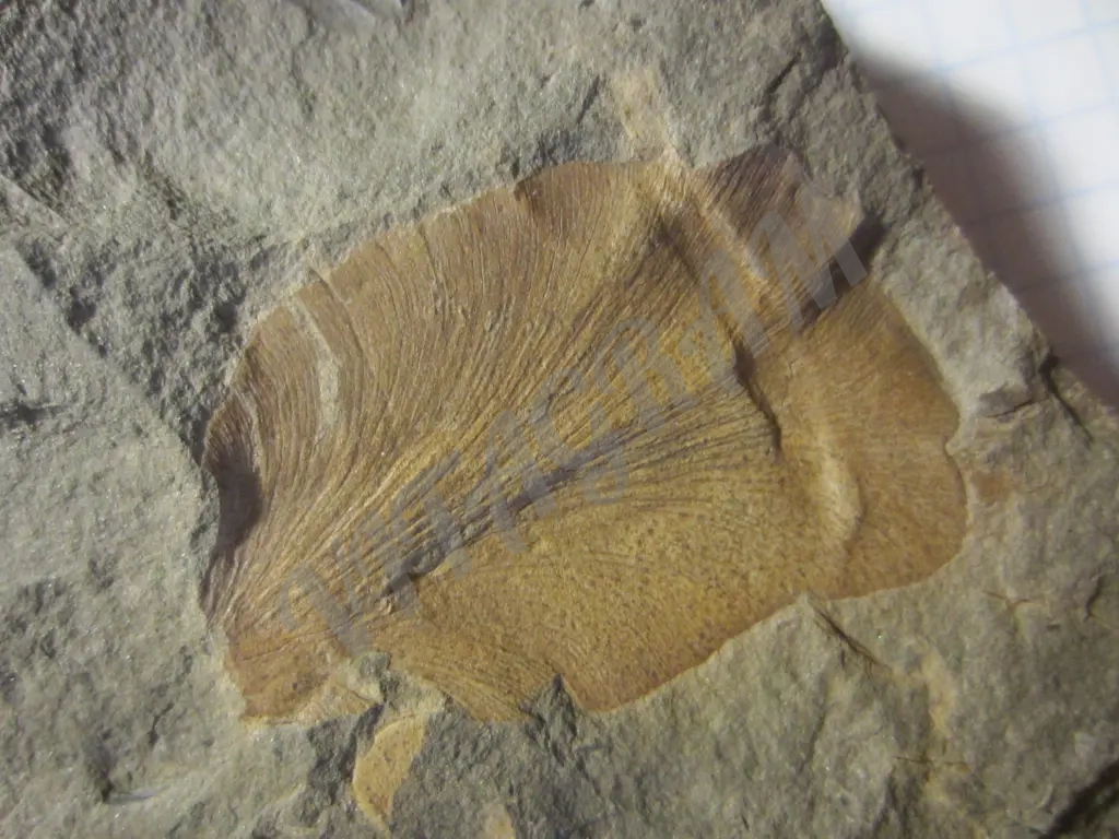 Циклоптероидный лист Neuropteris heterophylla.