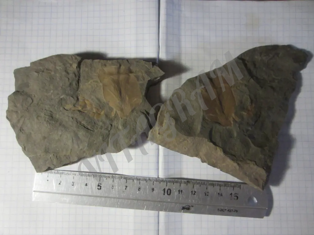 Циклоптероидный лист Neuropteris heterophylla.