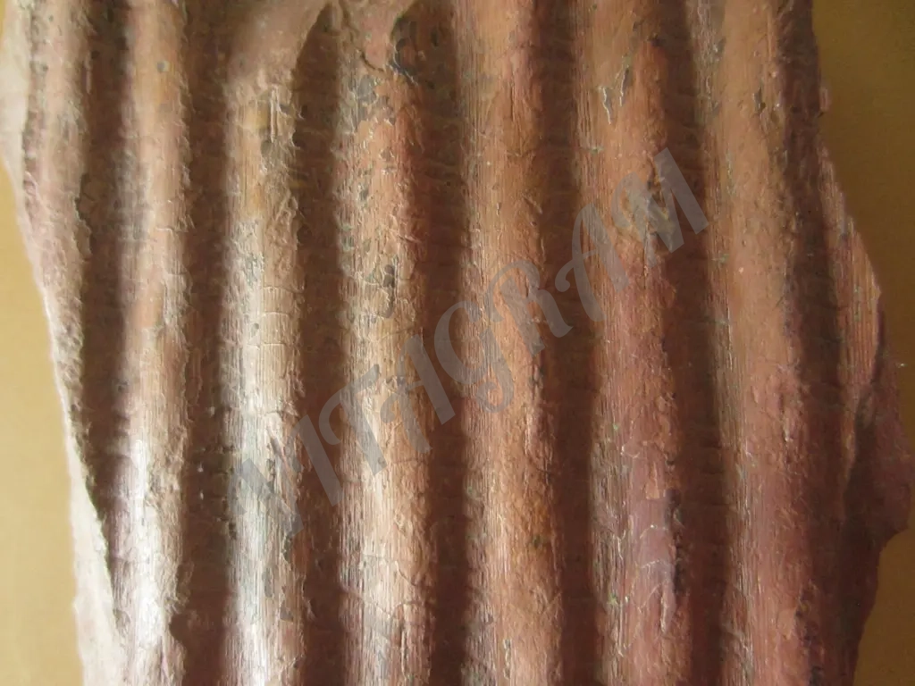 Фрагмент обескоренного ствола сигиллярии Sigillaria sp