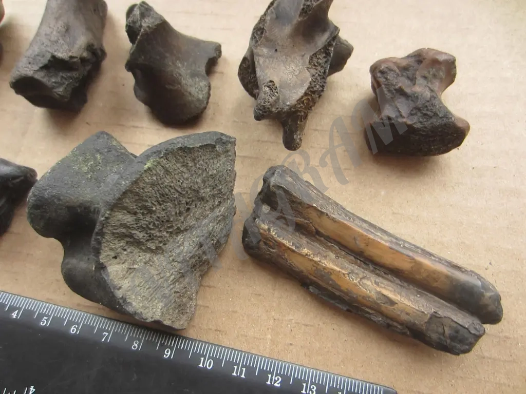 Набор. Окаменелые кости и зубы доисторических животных.