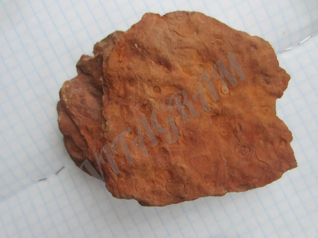 Окаменелость, Стигмария Stigmaria