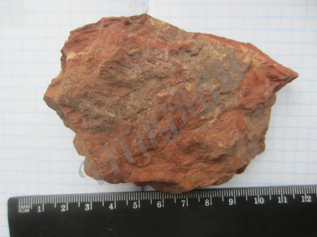 Окаменелость, Стигмария Stigmaria