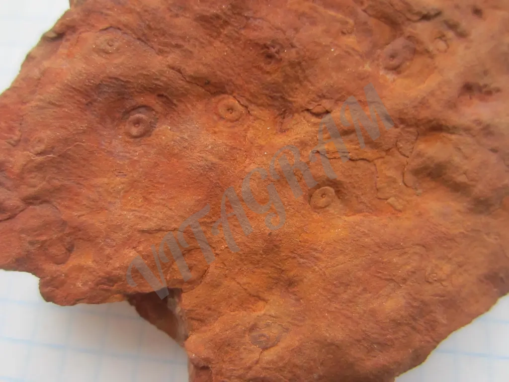 Окаменелость, Стигмария Stigmaria