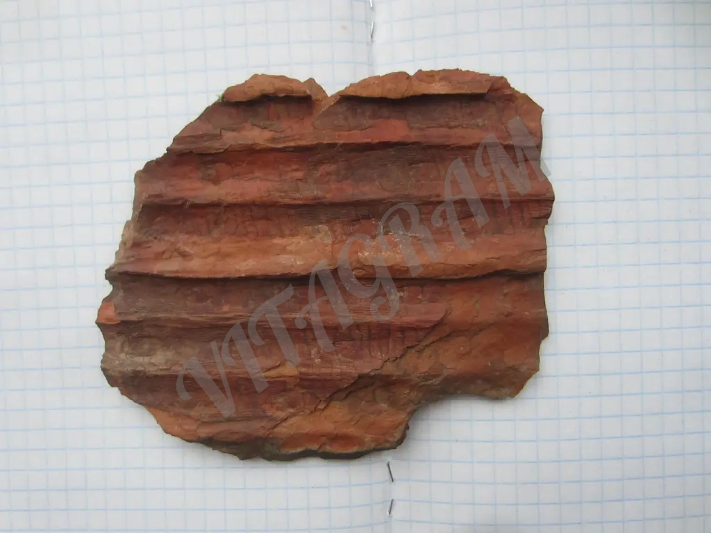 Sigillaria (Eusigillaria) Rugosa Brongn