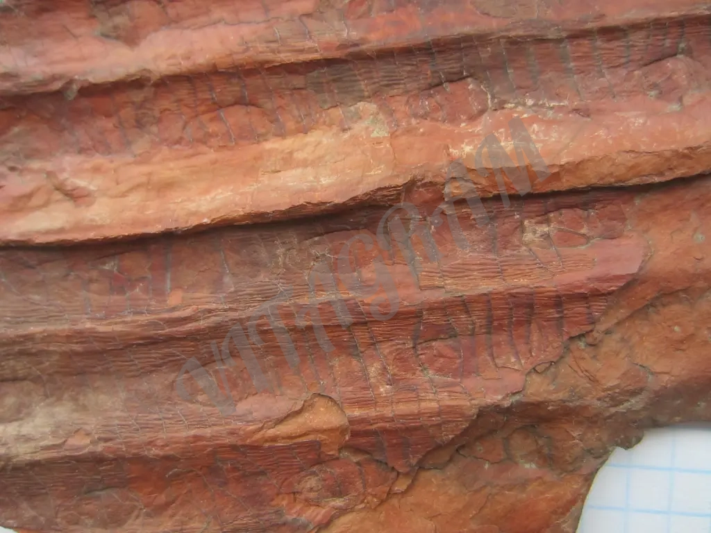 Sigillaria (Eusigillaria) Rugosa Brongn