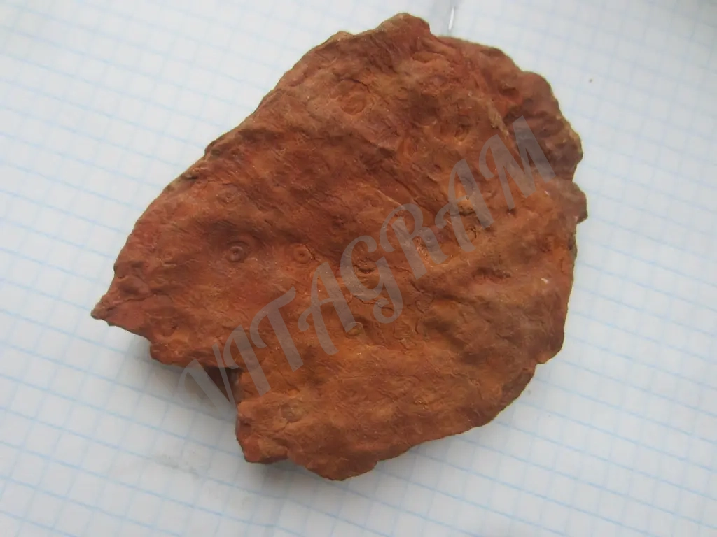 Окаменелость, Стигмария Stigmaria