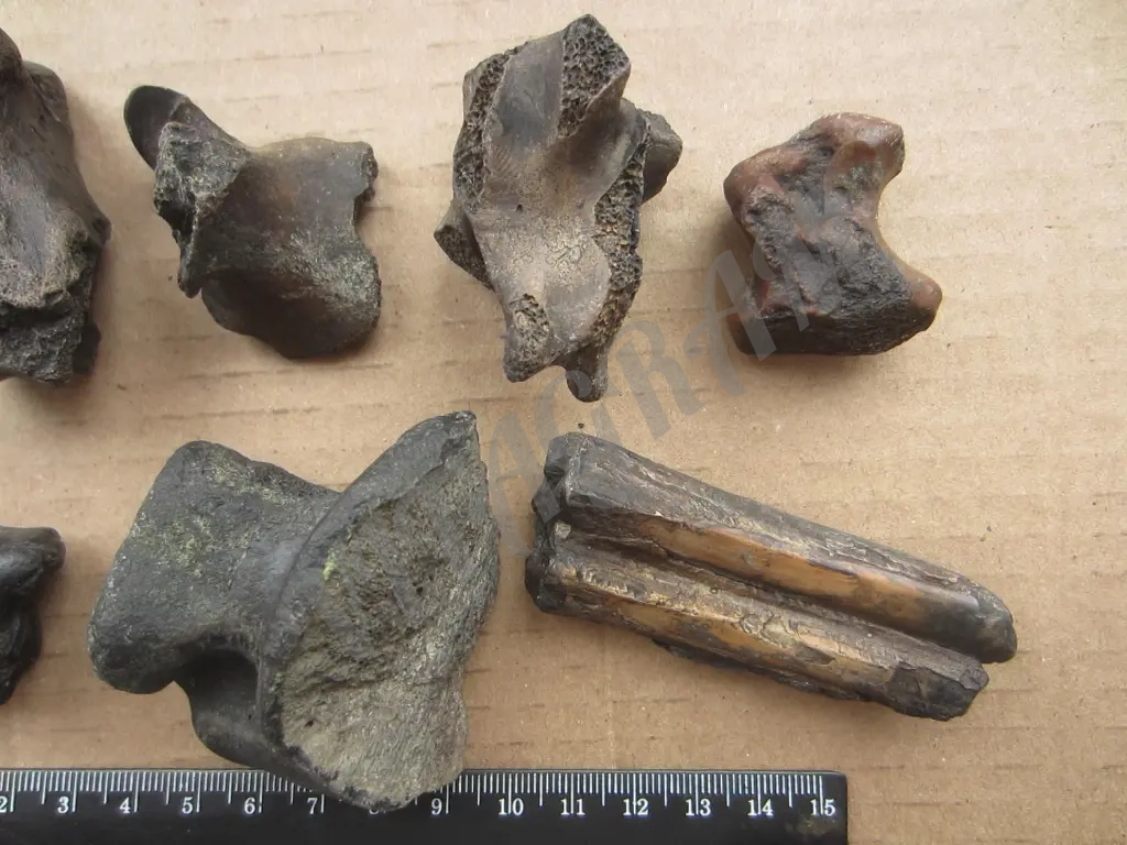 Набор. Окаменелые кости и зубы доисторических животных.