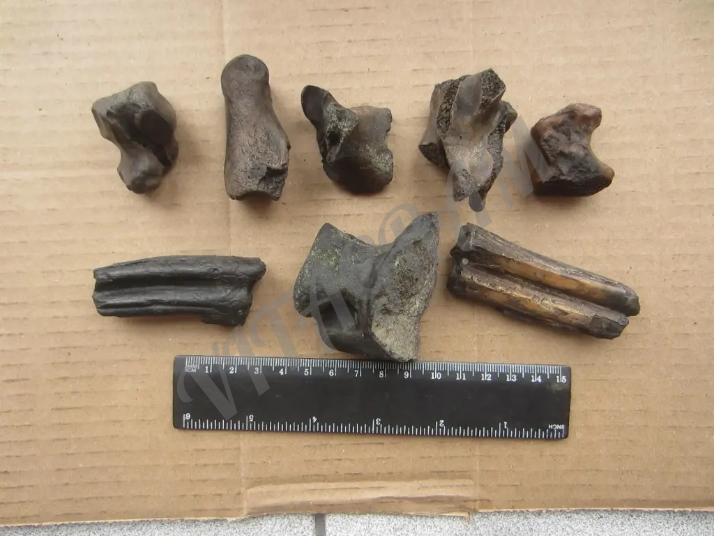 Набор. Окаменелые кости и зубы доисторических животных.