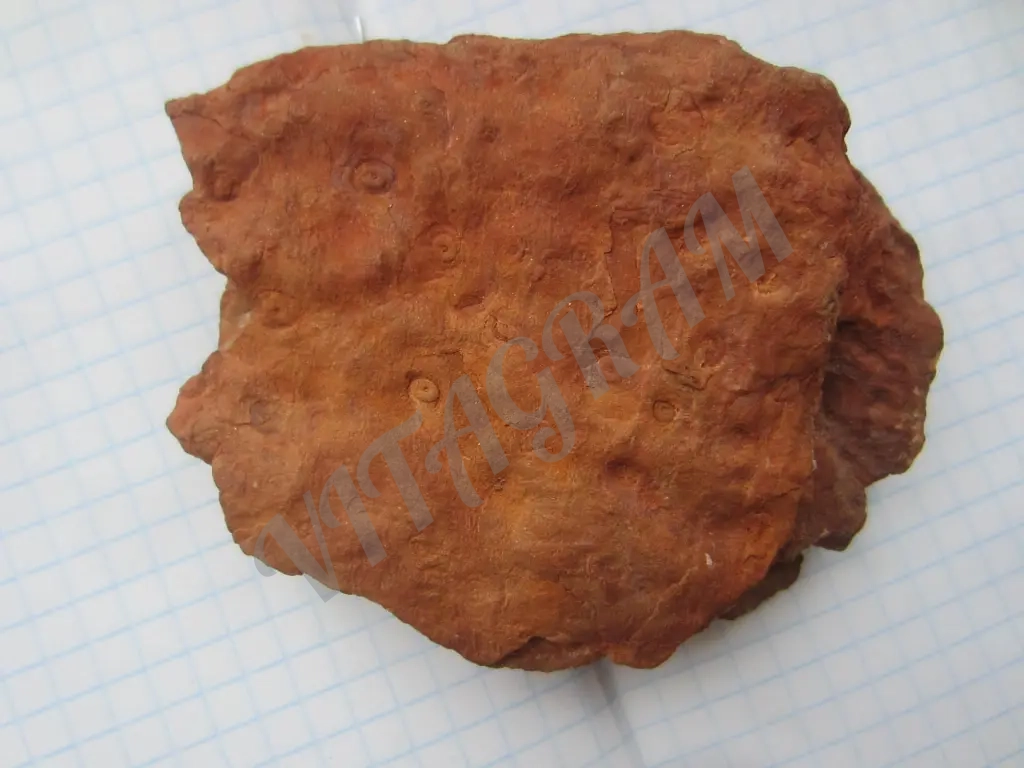 Окаменелость, Стигмария Stigmaria