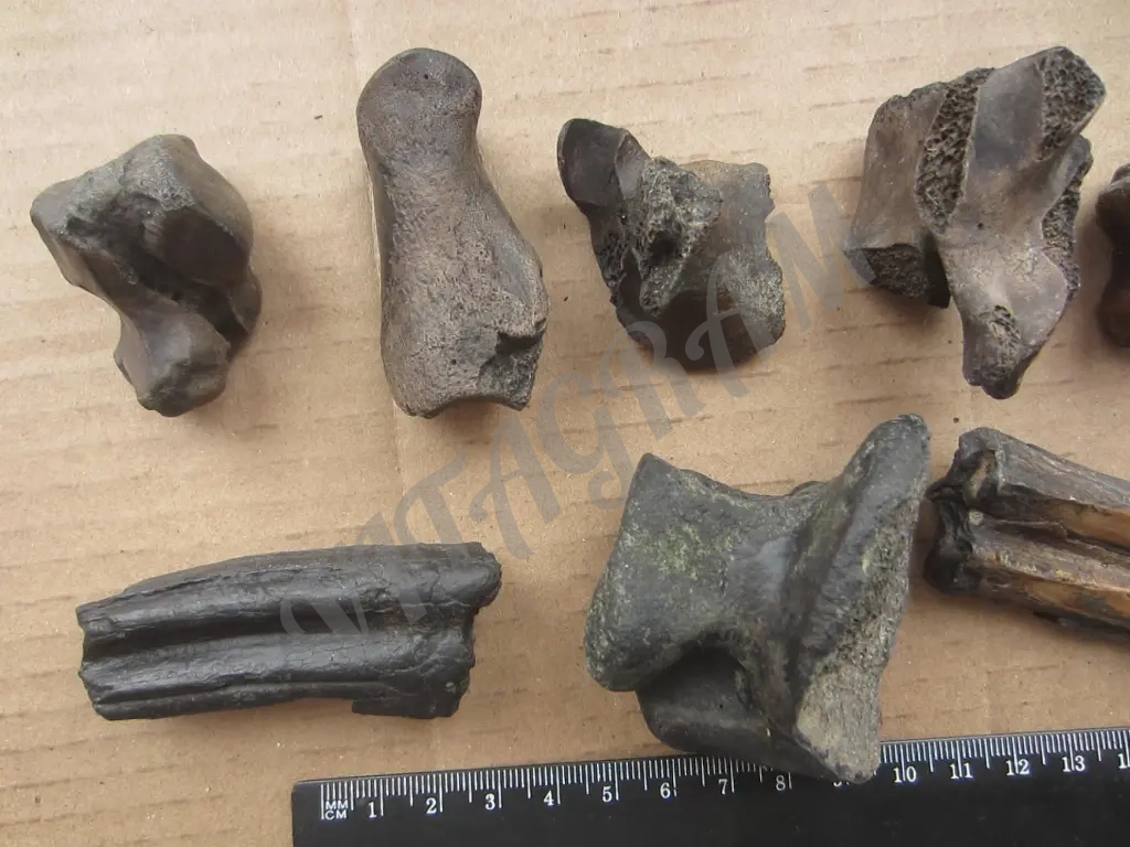 Набор. Окаменелые кости и зубы доисторических животных.