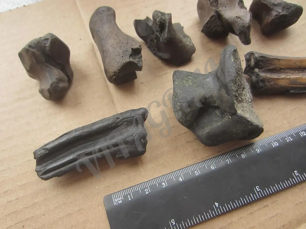 Набор. Окаменелые кости и зубы доисторических животных.