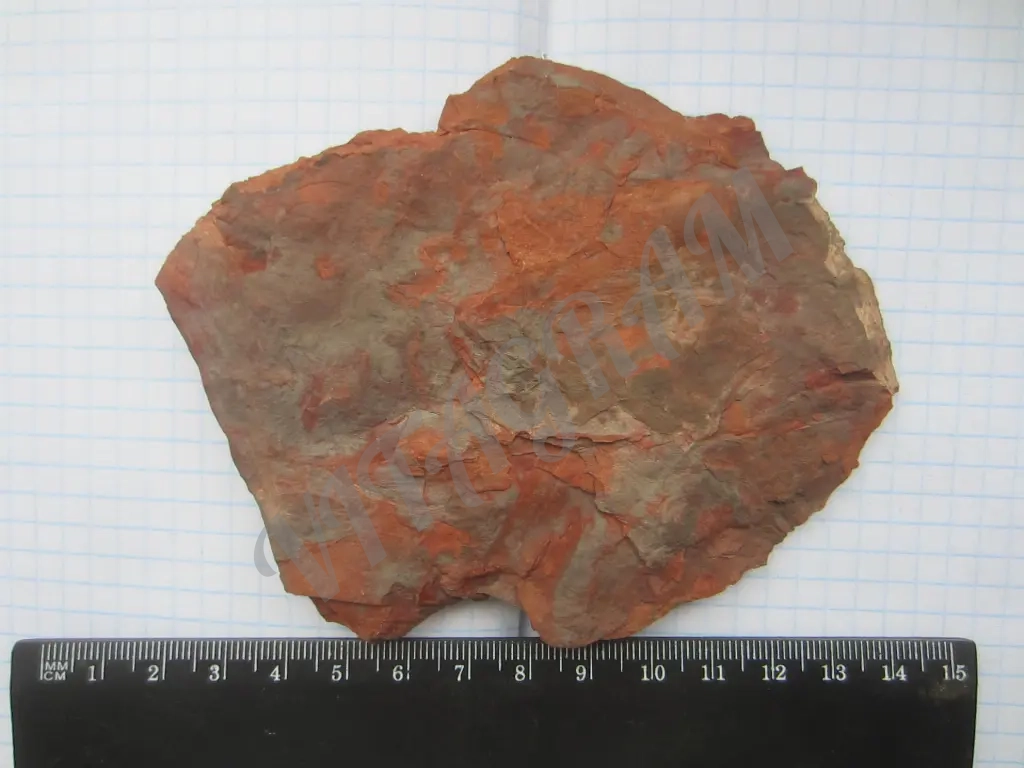 Sigillaria (Eusigillaria) Rugosa Brongn