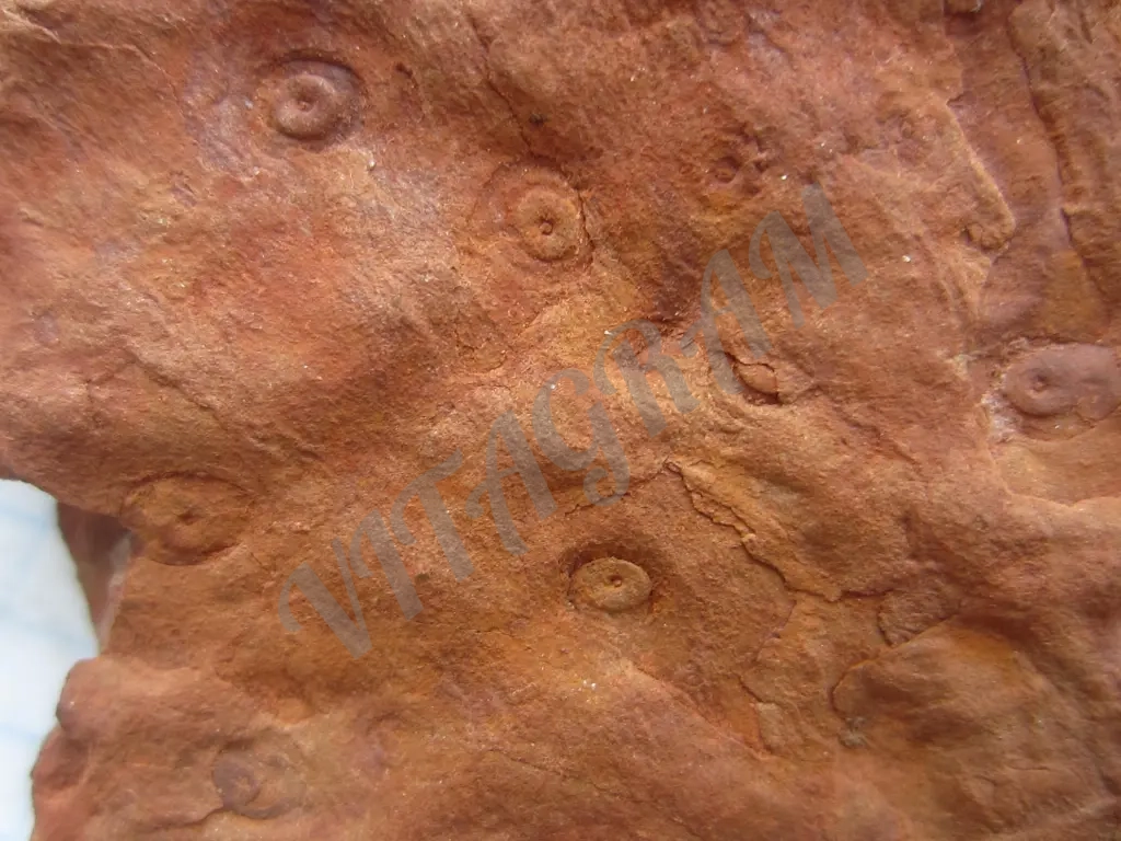 Окаменелость, Стигмария Stigmaria