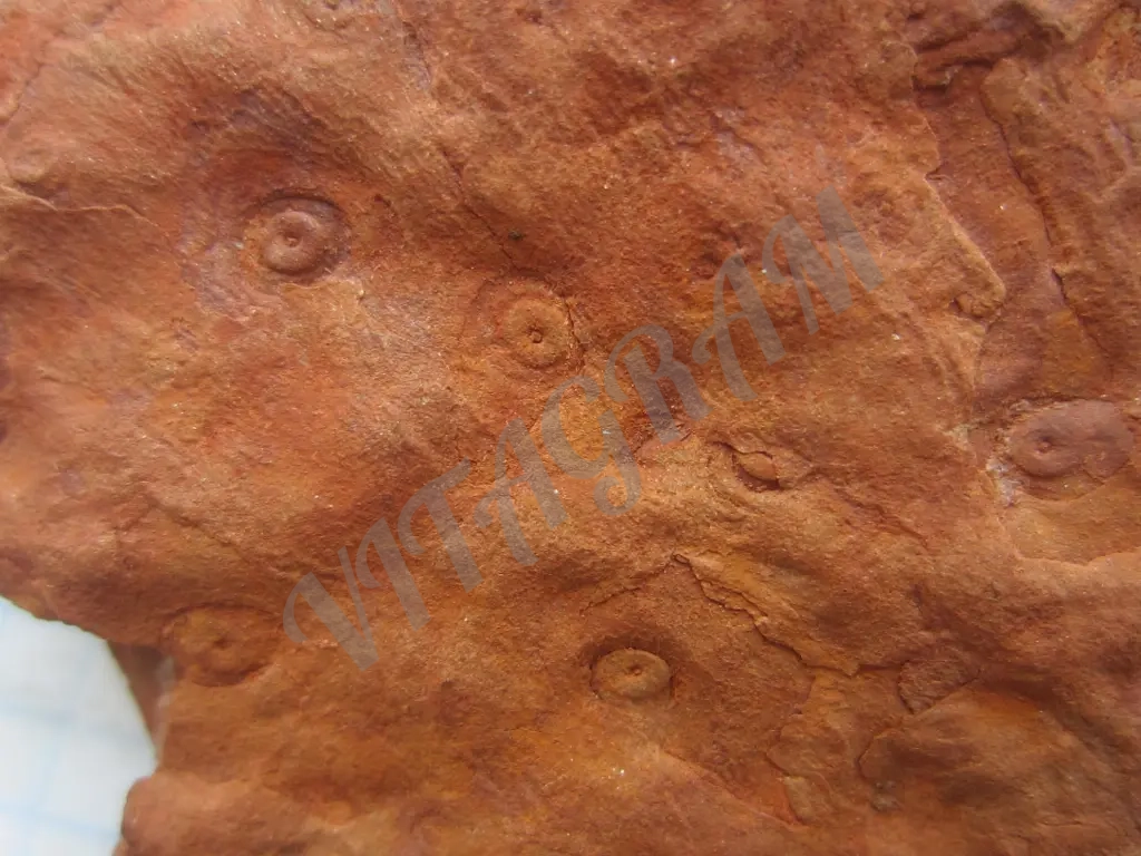 Окаменелость, Стигмария Stigmaria