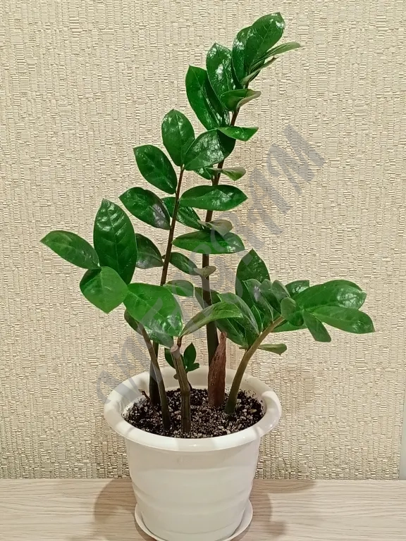 Замиокулькас 12 см