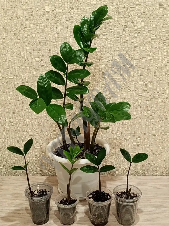 Замиокулькас 12 см