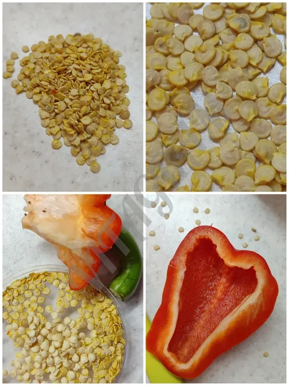 Семена болгарского перца