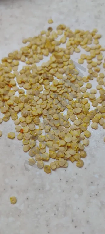 Семена болгарского перца