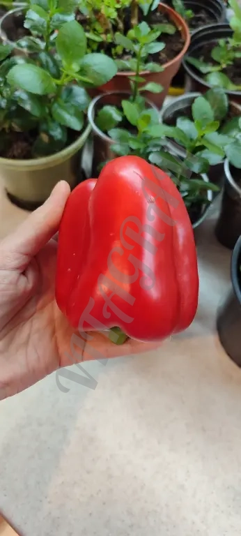 Семена болгарского перца