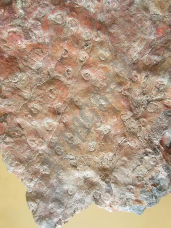 Окаменелое дерево. Стигмария Stigmaria