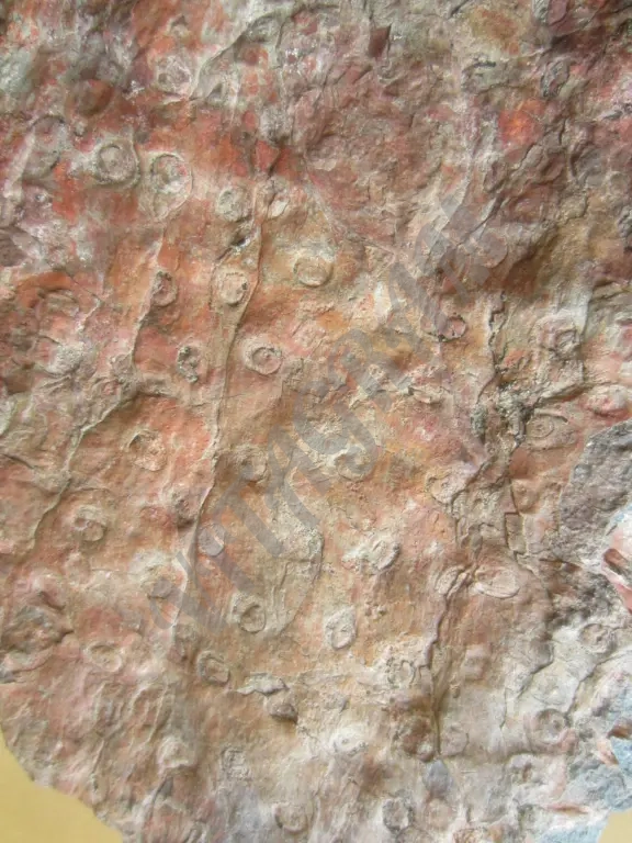 Окаменелое дерево. Стигмария Stigmaria