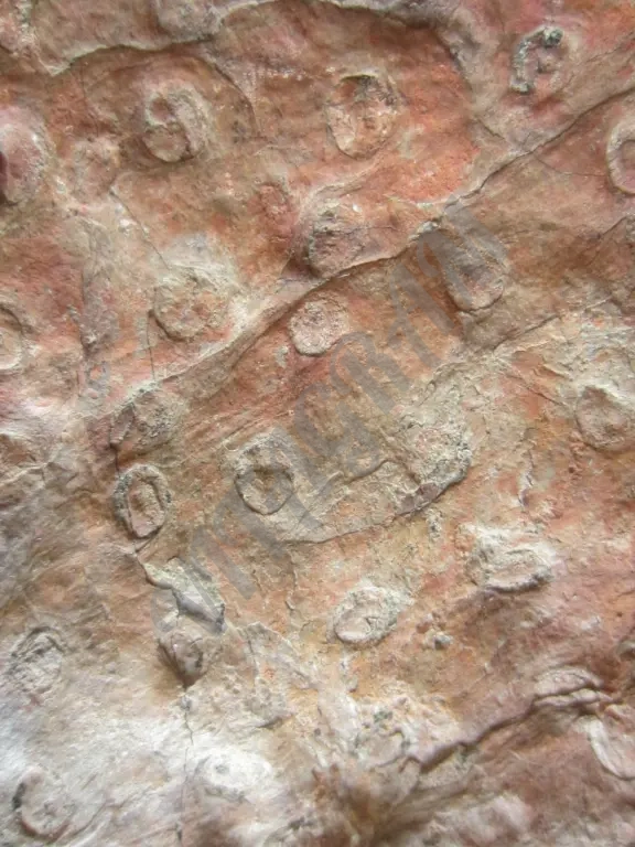 Окаменелое дерево. Стигмария Stigmaria