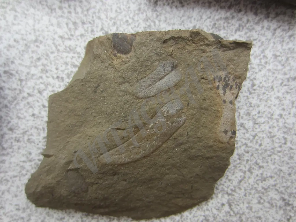 Набор окаменелостей. Растения 5 камней. Оригинал.