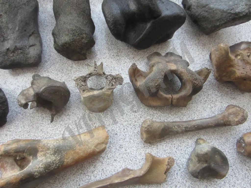 Окаменелости. Кости ископаемых животных.