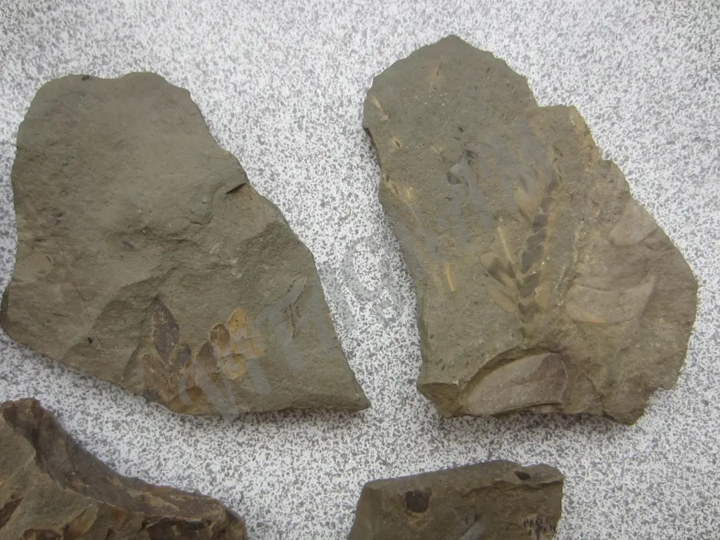 Набор окаменелостей. Растения 5 камней. Оригинал.