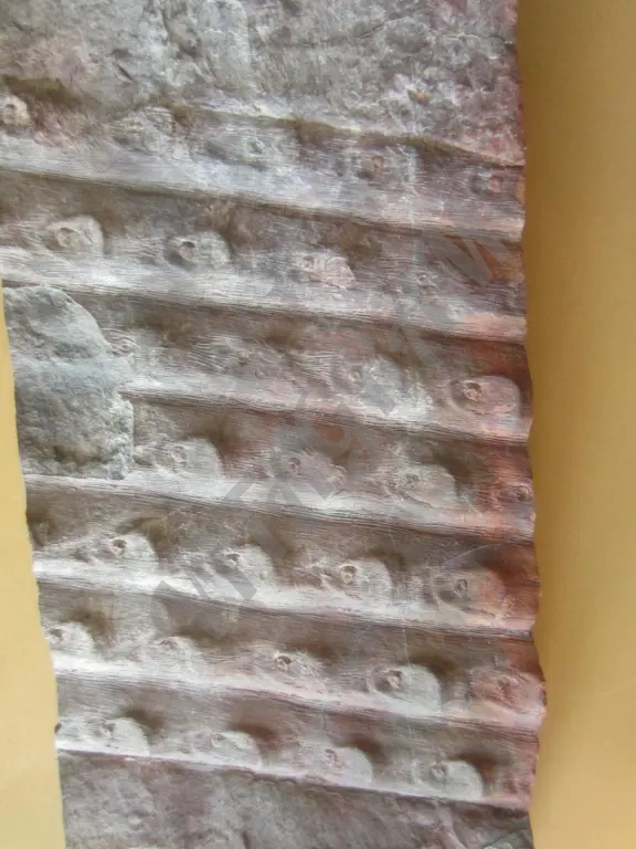 Окаменелость. Сигиллярия Sigillaria mamillaris