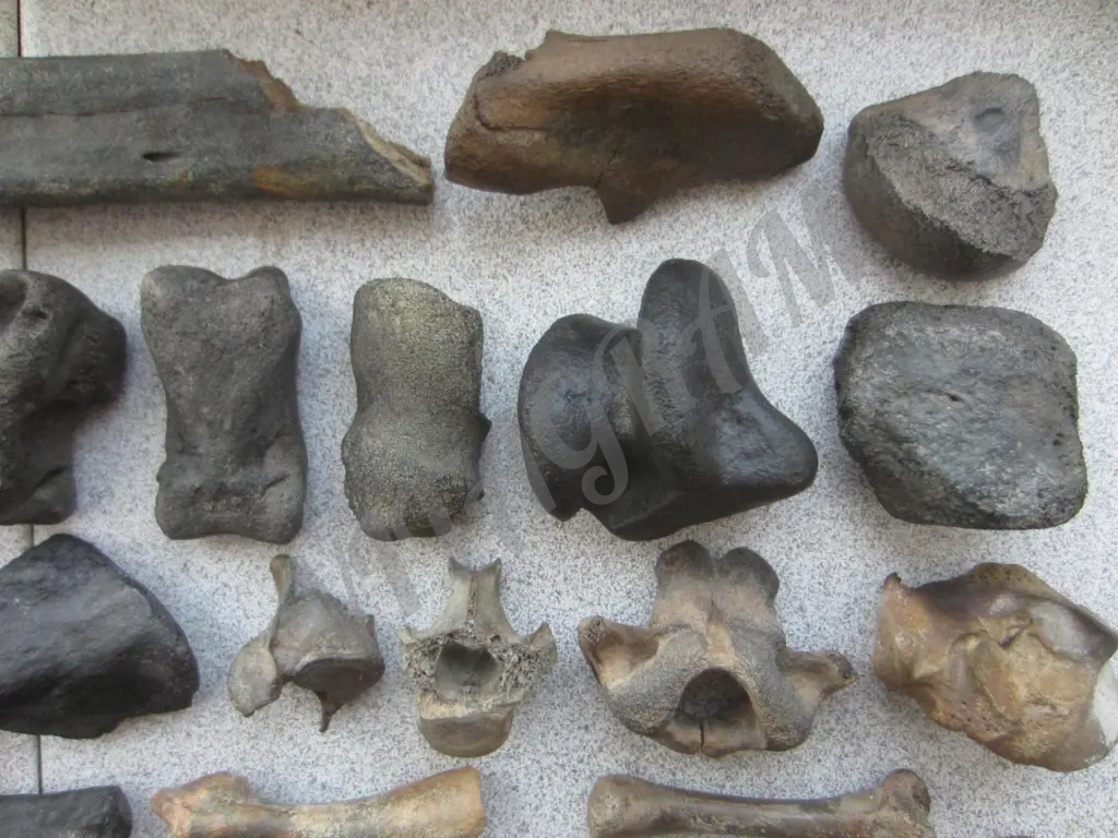 Окаменелости. Кости ископаемых животных.