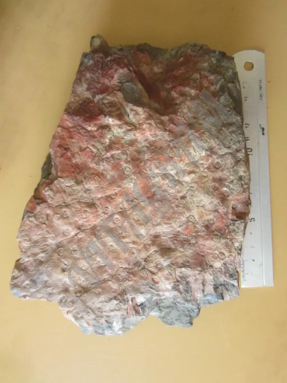 Окаменелое дерево. Стигмария Stigmaria