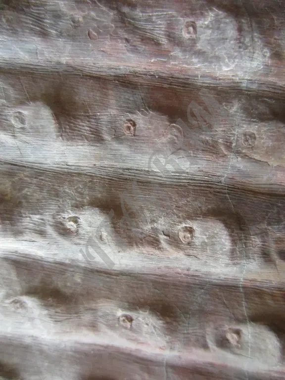 Окаменелость. Сигиллярия Sigillaria mamillaris