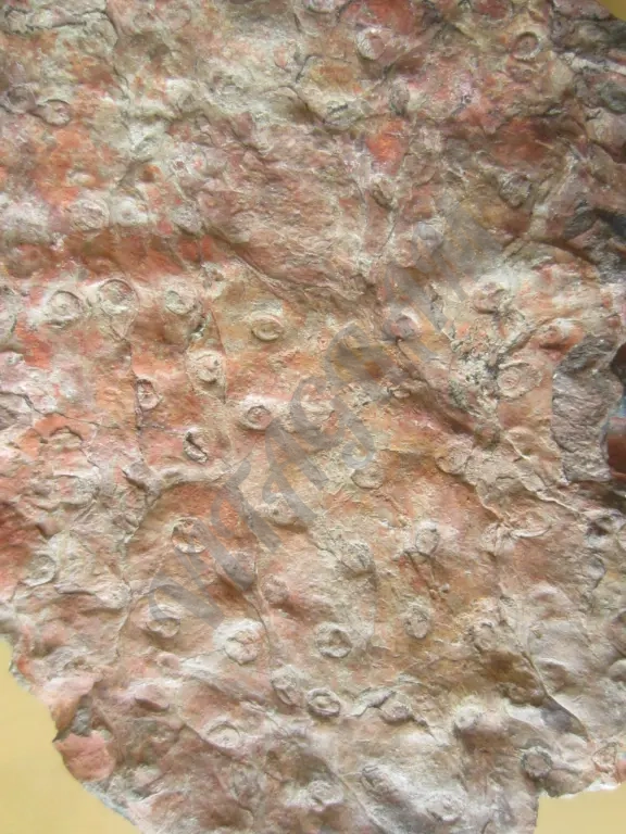 Окаменелое дерево. Стигмария Stigmaria