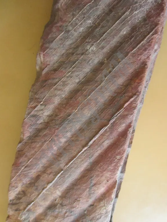 Окаменелость. Сигиллярия Sigillaria mamillaris